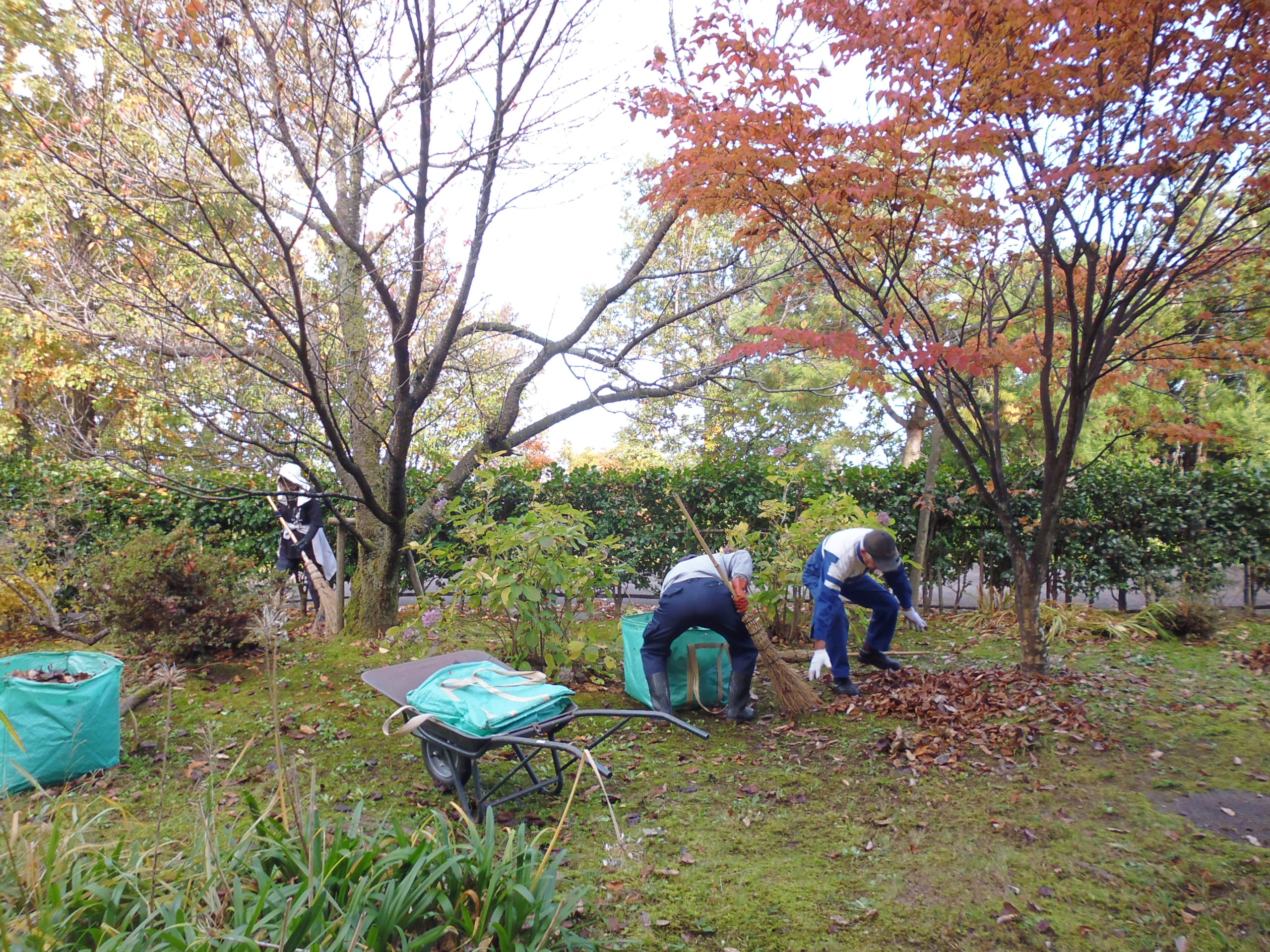 落ち葉清掃
